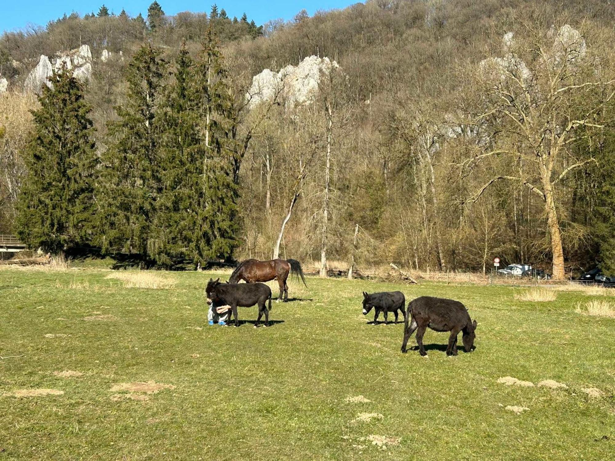 L'Arche De Noe Villa Dinant Eksteriør billede